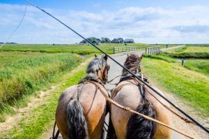 Deutschland, Schleswig-Holstein, Nordfriesische Inseln, Halligen, Hallig Hooge, Kutschenfahrt Deutschland, Schleswig-Holstein, Nordfriesische Inseln, Halligen, Hallig Hooge, Kutschenfahrt